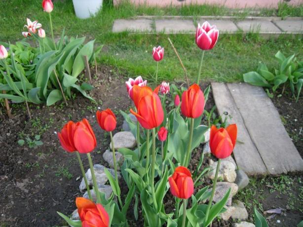 Ano, tulipány - je to snadné. Ale ve velkém stylu!