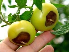 Blossom hniloba rajčat: příznaky a léčba