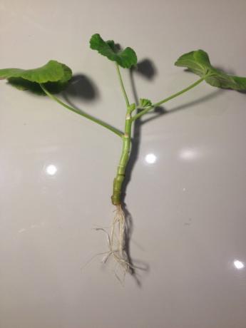 Geranium stonky s kořeny (foto-Internet)