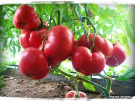 5 Nejproduktivnější odrůdy rajčat