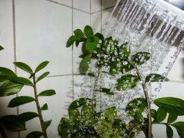 ♨ teplá sprcha promění hrnkové rostliny! Pokud je vše provedeno správně