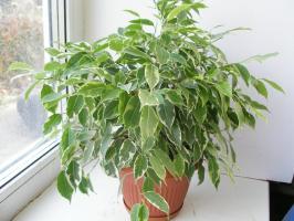Ficus benjamina zima: jak pomoci špatnou věc, ztratí jejich listy