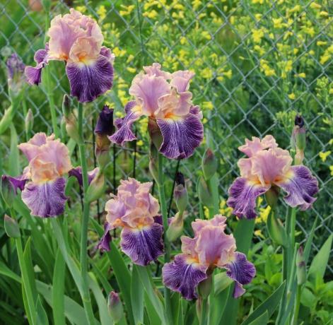 Iris lze nazvat božská květina. Staří Řekové s názvem závod na počest jejich bohyně Iris, který sestupuje z nebe na světě smrtelníků za duhou. Iris a překládá se jako „duhové“ Později botanici rozhodl, že v názvech dotykové cokoliv. A je to tak správně!