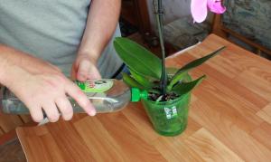 Jak často a jak zalévat orchidej dům