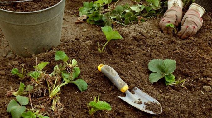 Hnojení dobře, draslík, fosfor a kompost
