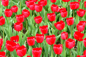Co dělat s tulipány po odkvětu