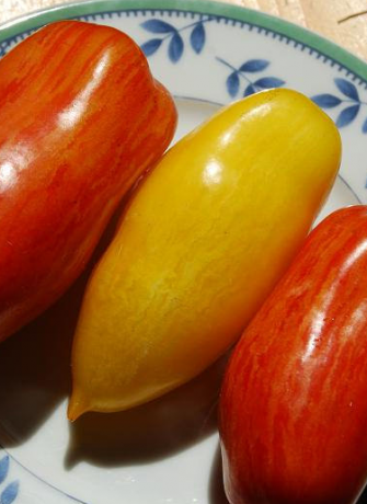 Odrůdy rajčat Banana nohy (znázorněno žlutá)