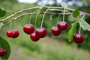 Cherry dobré ovoce v příštím roce: Jak hnojit a chránit před hlodavci