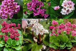 Krásné a léčivých rostlin ve vaší oblasti