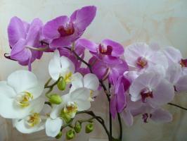 Chtějí kontinuální rozkvětu v orchideje? Naučte se, jak správně pečovat o stopky
