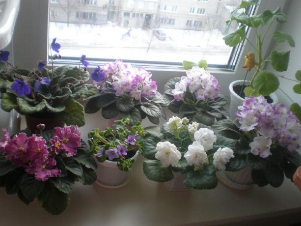 Vzácné varianta: fialky, kvetoucí v zimě. zobrazit: http://ssdosug.ru