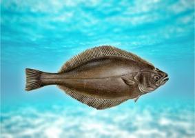 Ryb halibut: popis, výhody a možné ublížení na těle