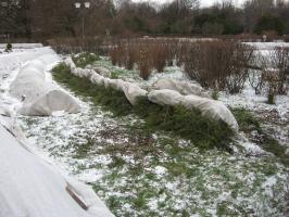 Smrkové větve pro úkryt na zimu Jak nebezpečné a jak se to dělá