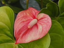 Nejlepší krmení pro Anthurium. Rosteme krásnou rostlinu správně