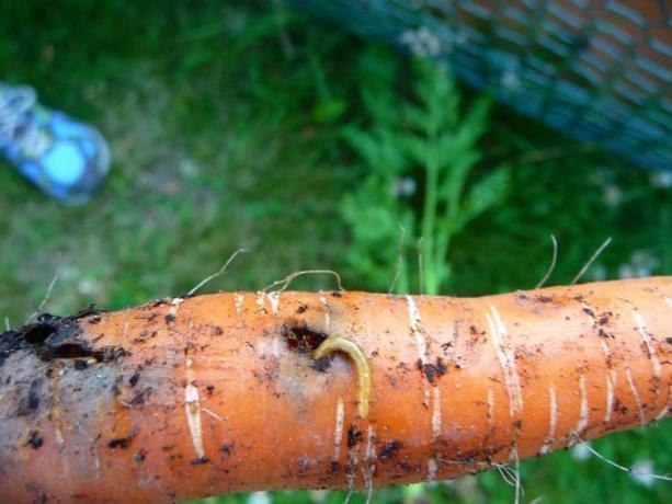Brouci - larvy, kovařík. Zlatý červ není jen mechanické poškození - hluboké tunely, a jí kořen uvnitř. Obvykle je otvor větší a stává se „bránu“ pro houby a bakterie, v důsledku které se plodina hnití. Tam je, že je nepravděpodobné, že by!