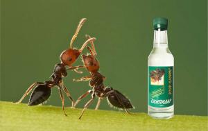 Terpentýnu vyloučen z mravenců lůžek