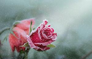 Jak se připravit na zimu růže od A do Z, aby se zabránilo chybí
