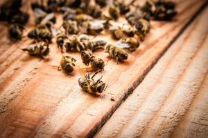 Vanga má pravdu? Proč včely umírají masově?
