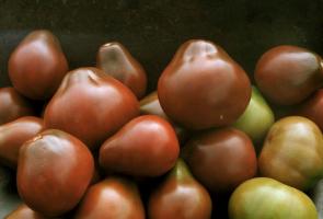Odrůdy rajčat, které jsou kontrolovány a chválit předplatitelů